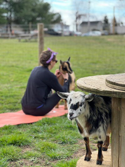 Goat Yoga-Sunday October 1st (9AM)