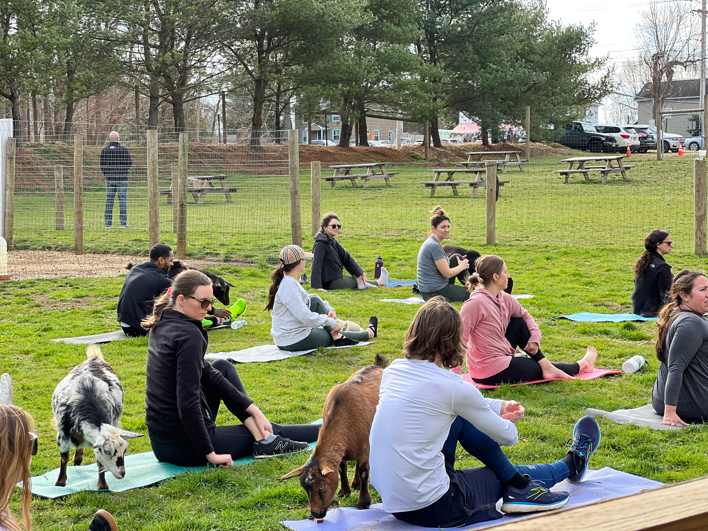 Goat Yoga (SUN, SEPT 22 - 9 AM)