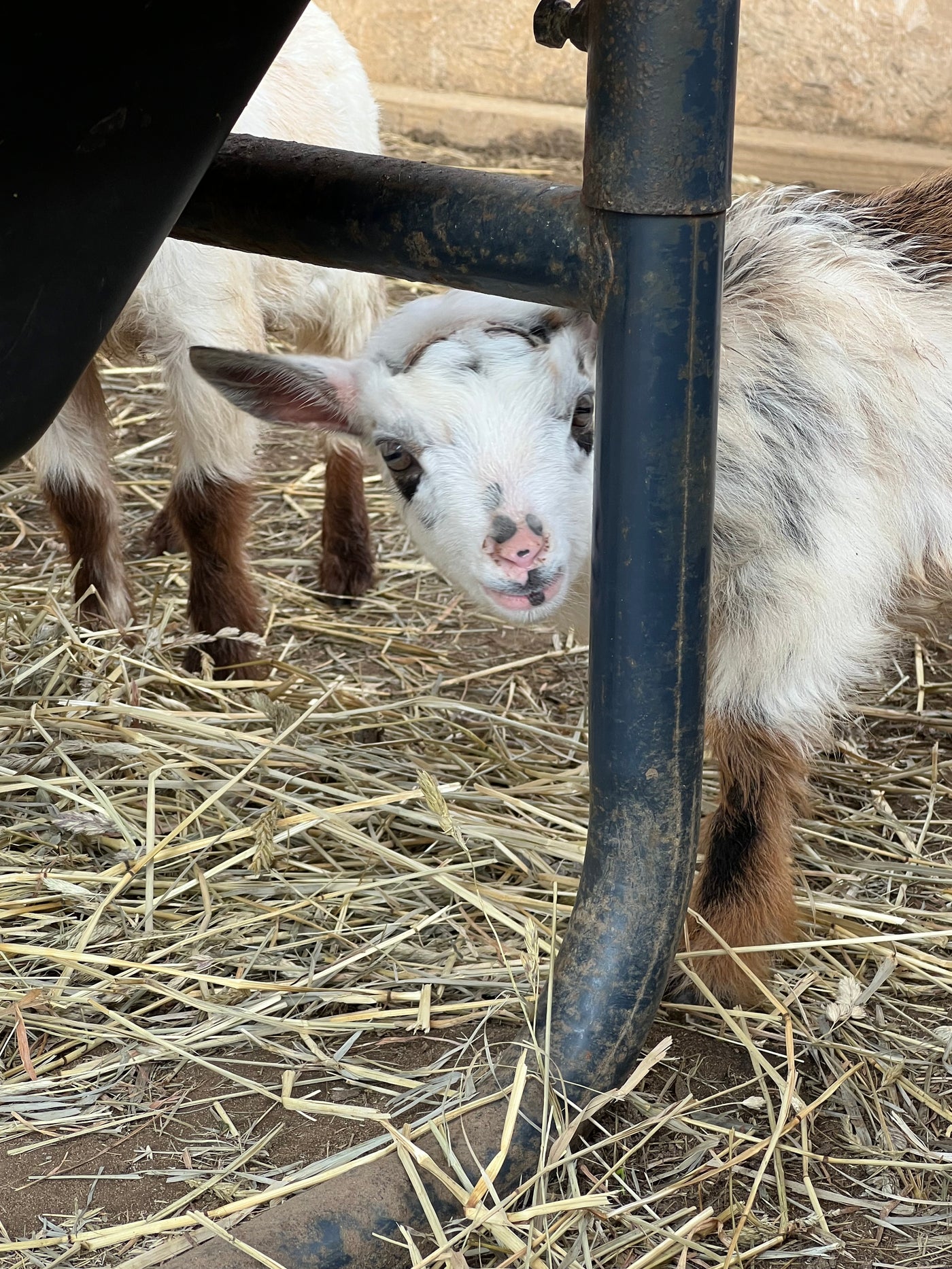 Goat Yoga (SUN, SEPT 22 - 9 AM)